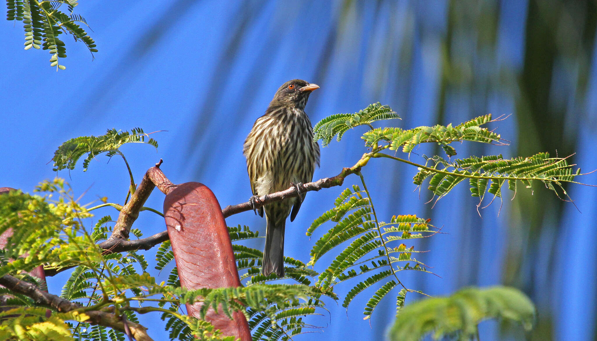 Image of Dulidae