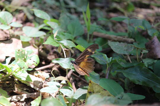 Image of Acraea epaea epaea