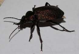 Imagem de Calosoma (Campalita) chlorostictum Dejean 1831