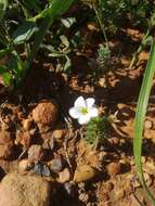 Sivun Oxalis tenuifolia Jacq. kuva