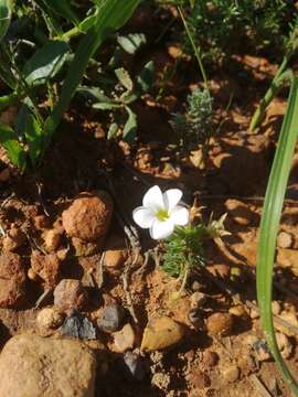 Image de Oxalis tenuifolia Jacq.