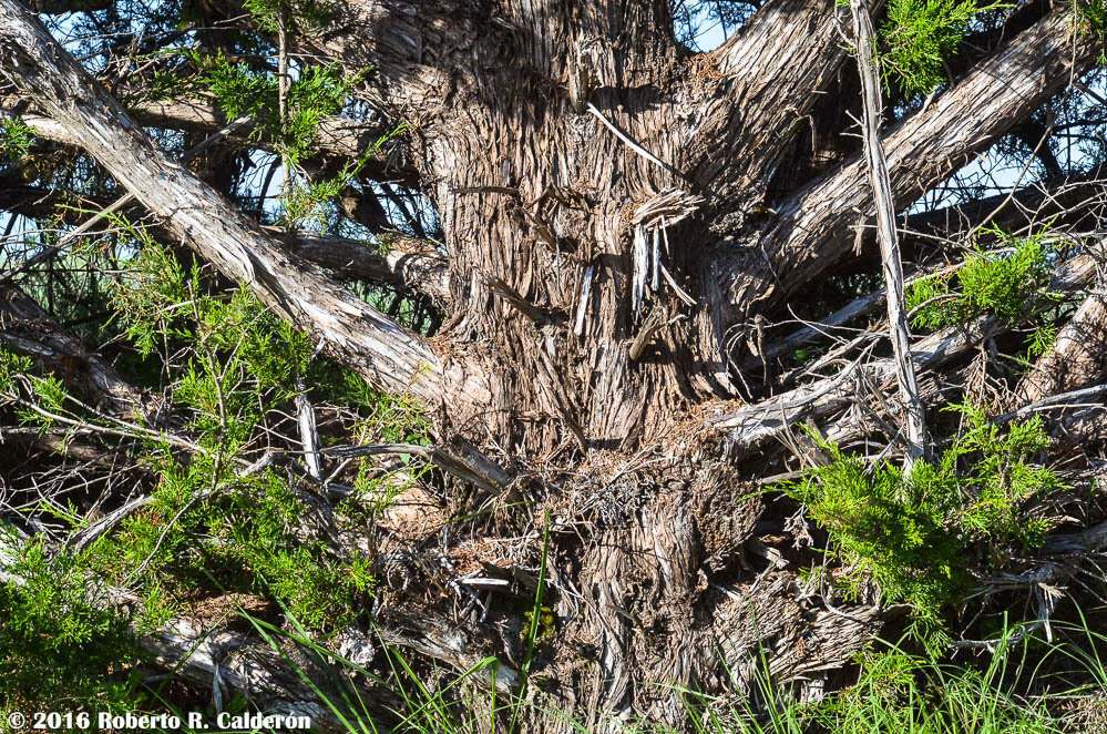 Plancia ëd Juniperus ashei J. T. Buchholz