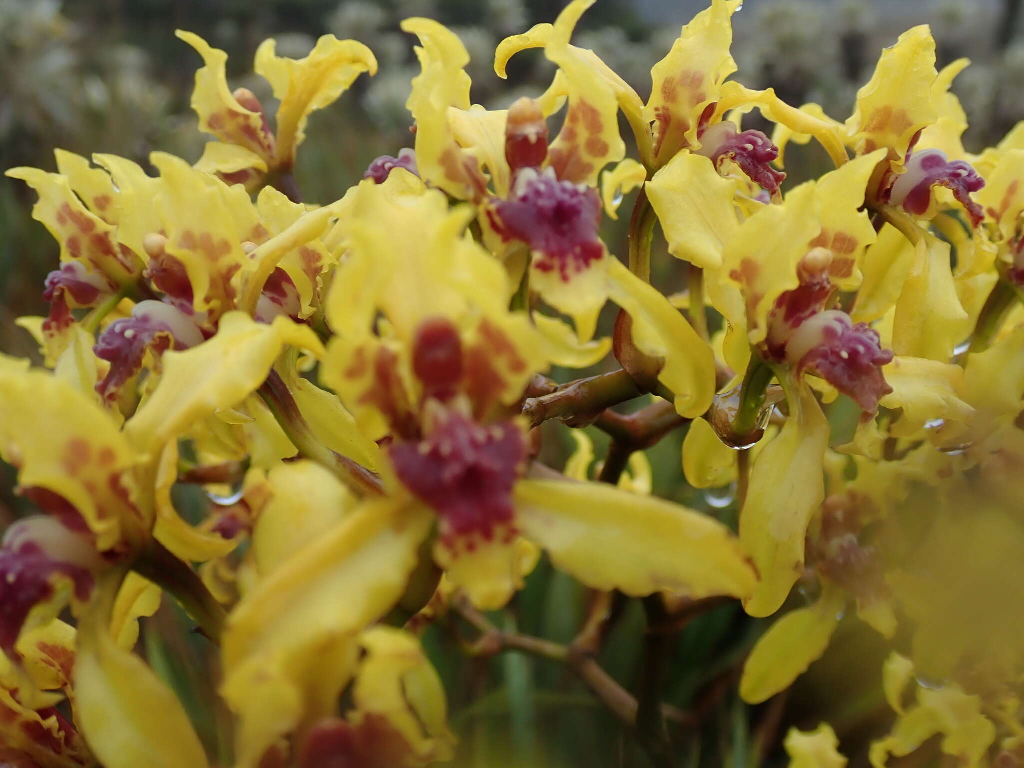 Image of Cyrtochilum auropurpureum (Rchb. fil.) Dalström