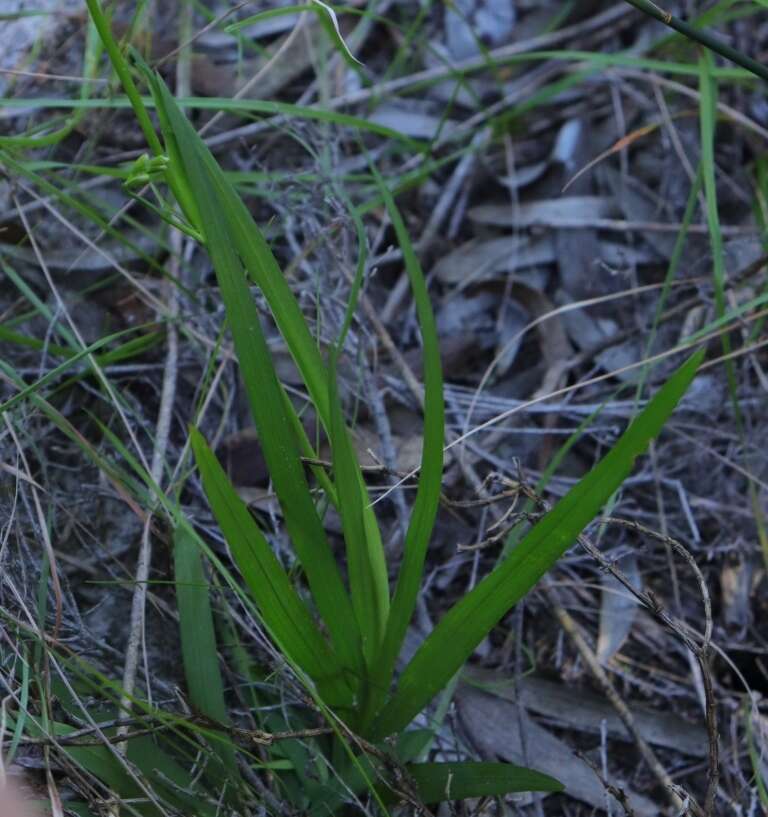 Freesia leichtlinii subsp. alba (G. L. Mey.) J. C. Manning & Goldblatt resmi