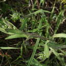 Image of Erigeron acris subsp. brachycephalus (Lindb. fil.) Hiit.