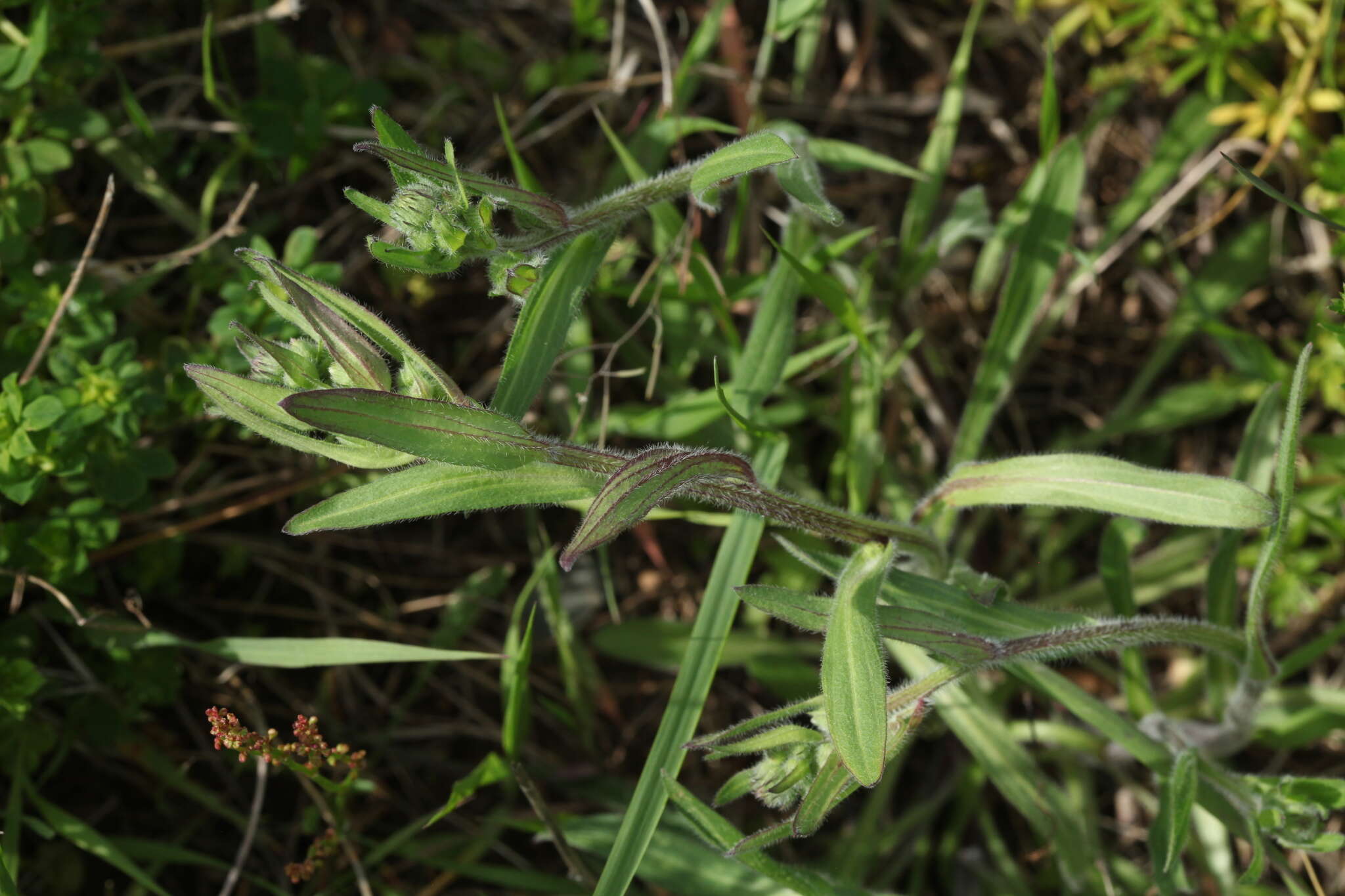 Image of Erigeron acris subsp. brachycephalus (Lindb. fil.) Hiit.