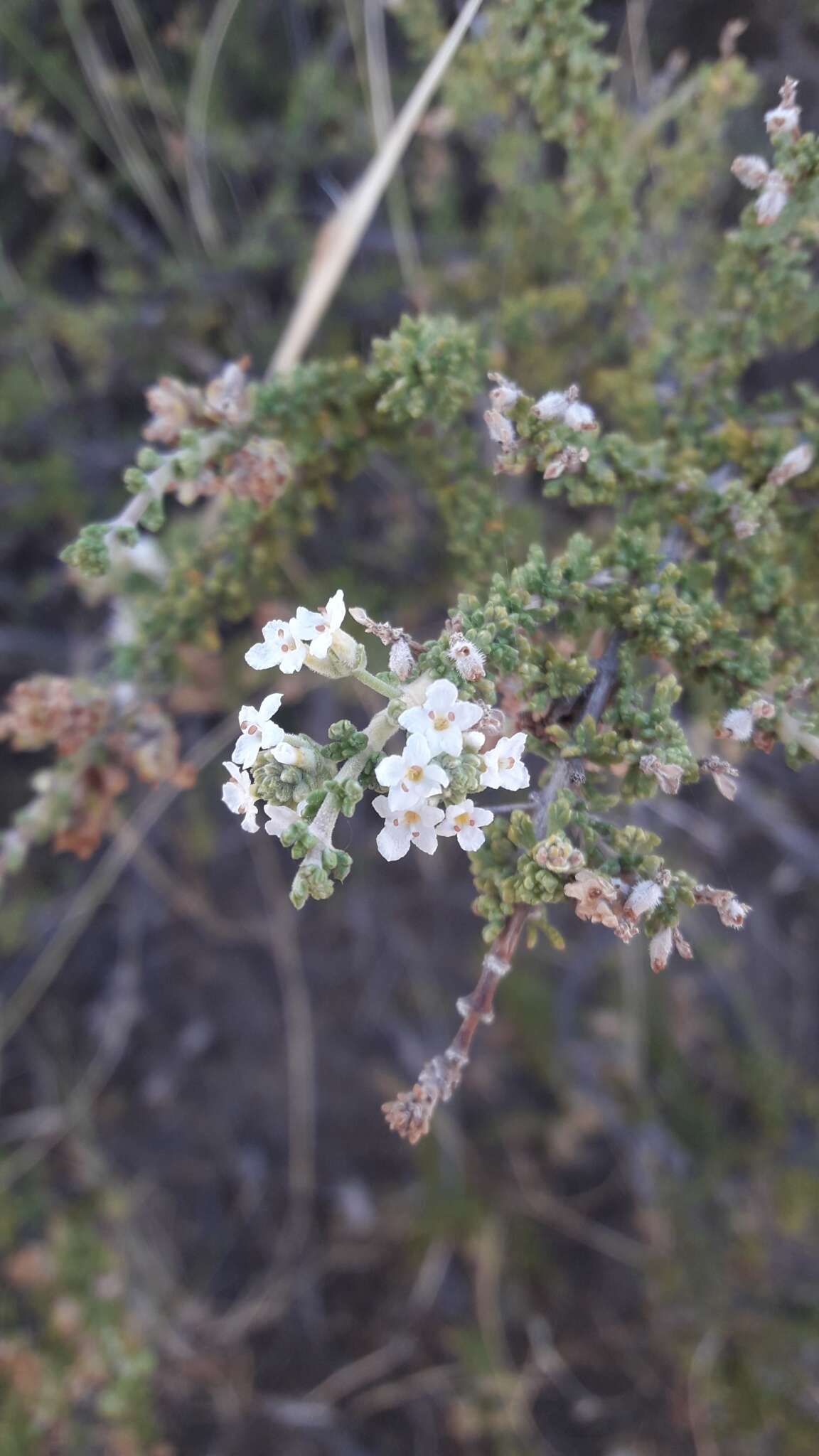 Image of Acantholippia