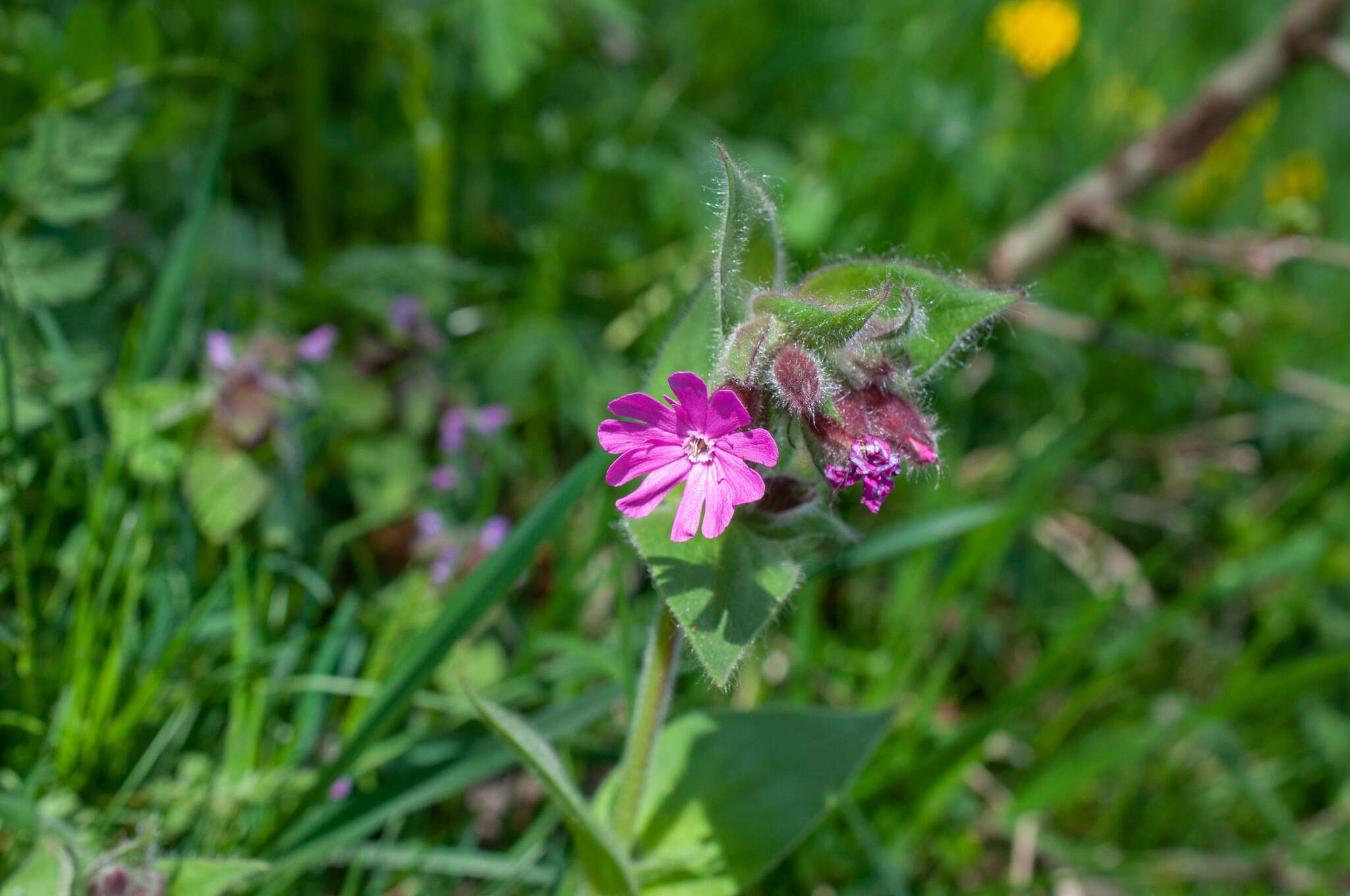 Image of Silene dioica subsp. dioica