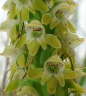 Image of Satyrium microrrhynchum Schltr.