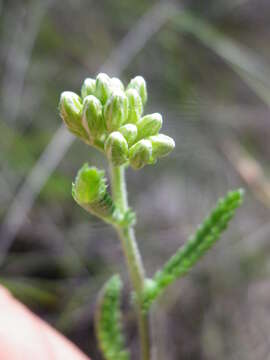 Image of Achillea euxina Klok.