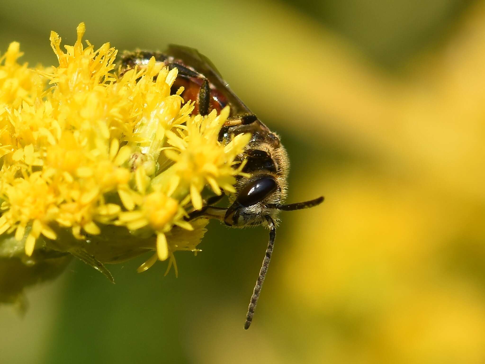 Image of Lasioglossum calceatum (Scopoli 1763)