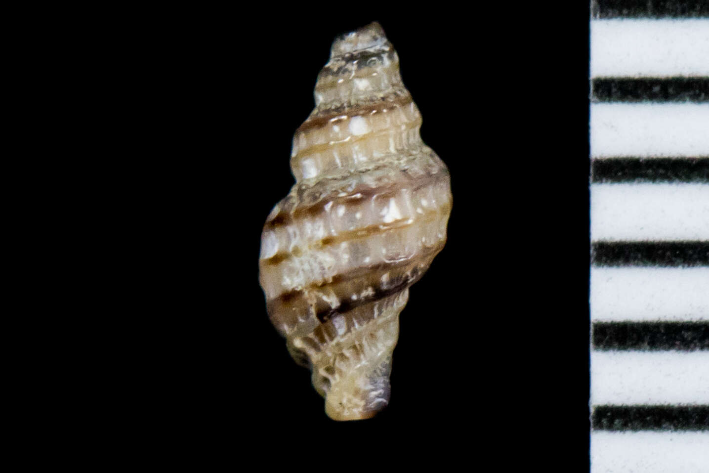 Image of Paciocinebrina atropurpurea (Carpenter 1865)