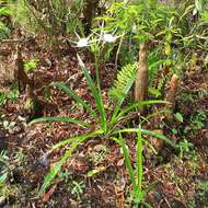 Image of spring spiderlily