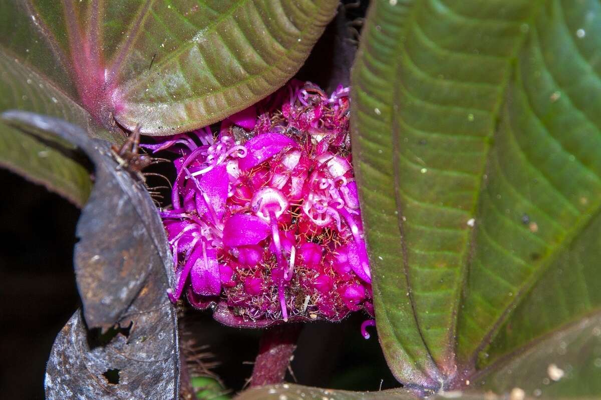 Слика од Phyllagathis rotundifolia (Jack) Bl.