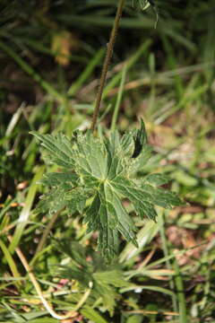 Image of Aconitum krylovii Steinb.