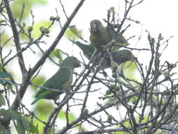 Image of Cobalt-winged Parakeet