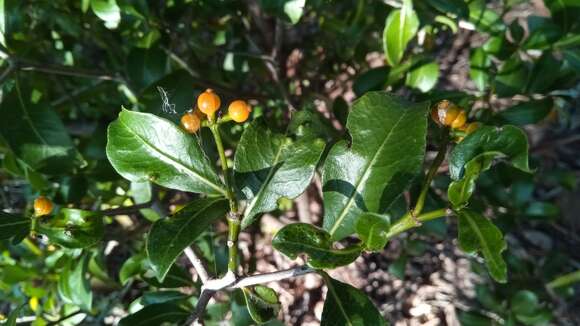 Image of Psychotria isalensis (Bremek.) A. P. Davis & Govaerts