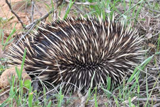 Image of Tachyglossus aculeatus acanthion (Collett 1884)