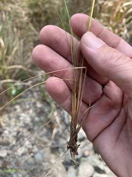 Image of Fimbristylis cinnamometorum (Vahl) Kunth