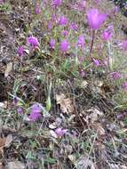 Image of slender clarkia