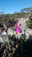 Image of Cattleya elongata Barb. Rodr.