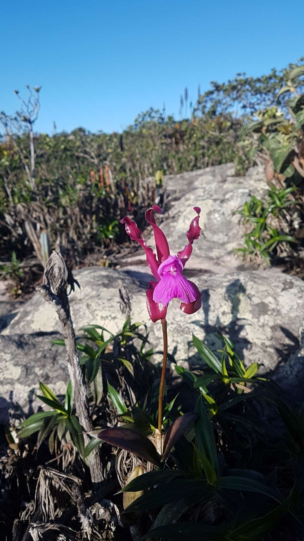 Imagem de Cattleya elongata Barb. Rodr.