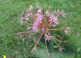 Image of Brunsvigia radulosa Herb.