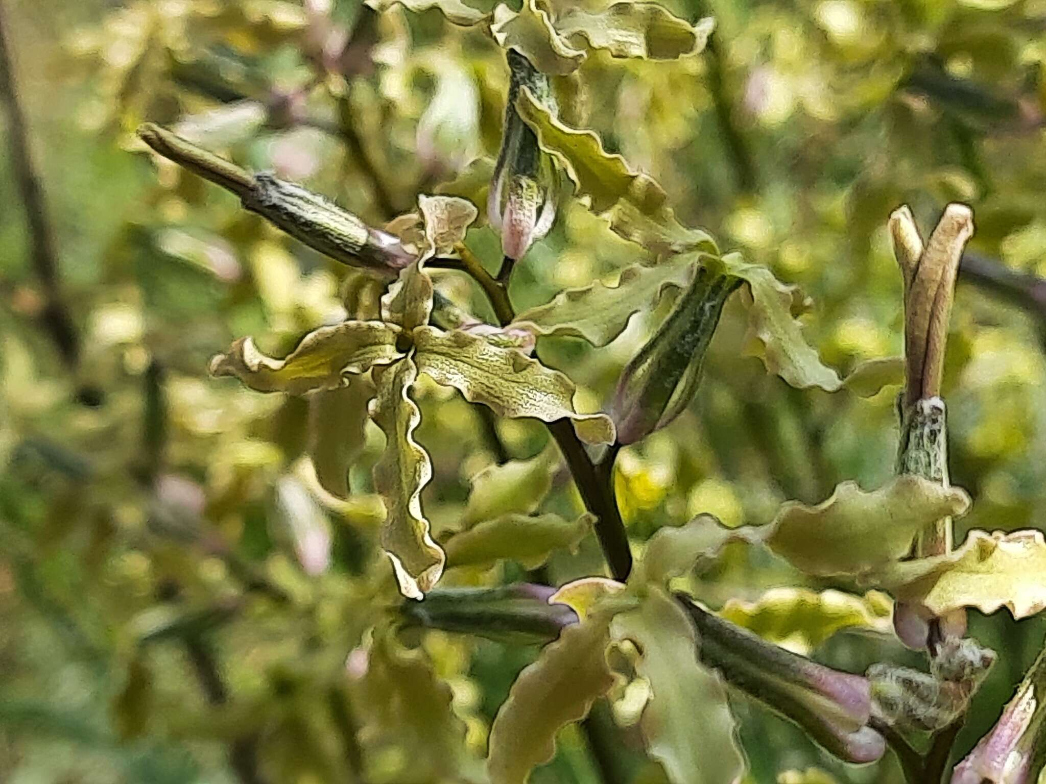 Image of Matthiola caspica (N. Busch) Grossh.