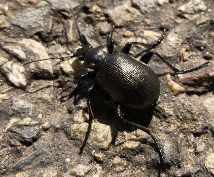 Image of Calosoma (Calosoma) inquisitor (Linnaeus 1758)