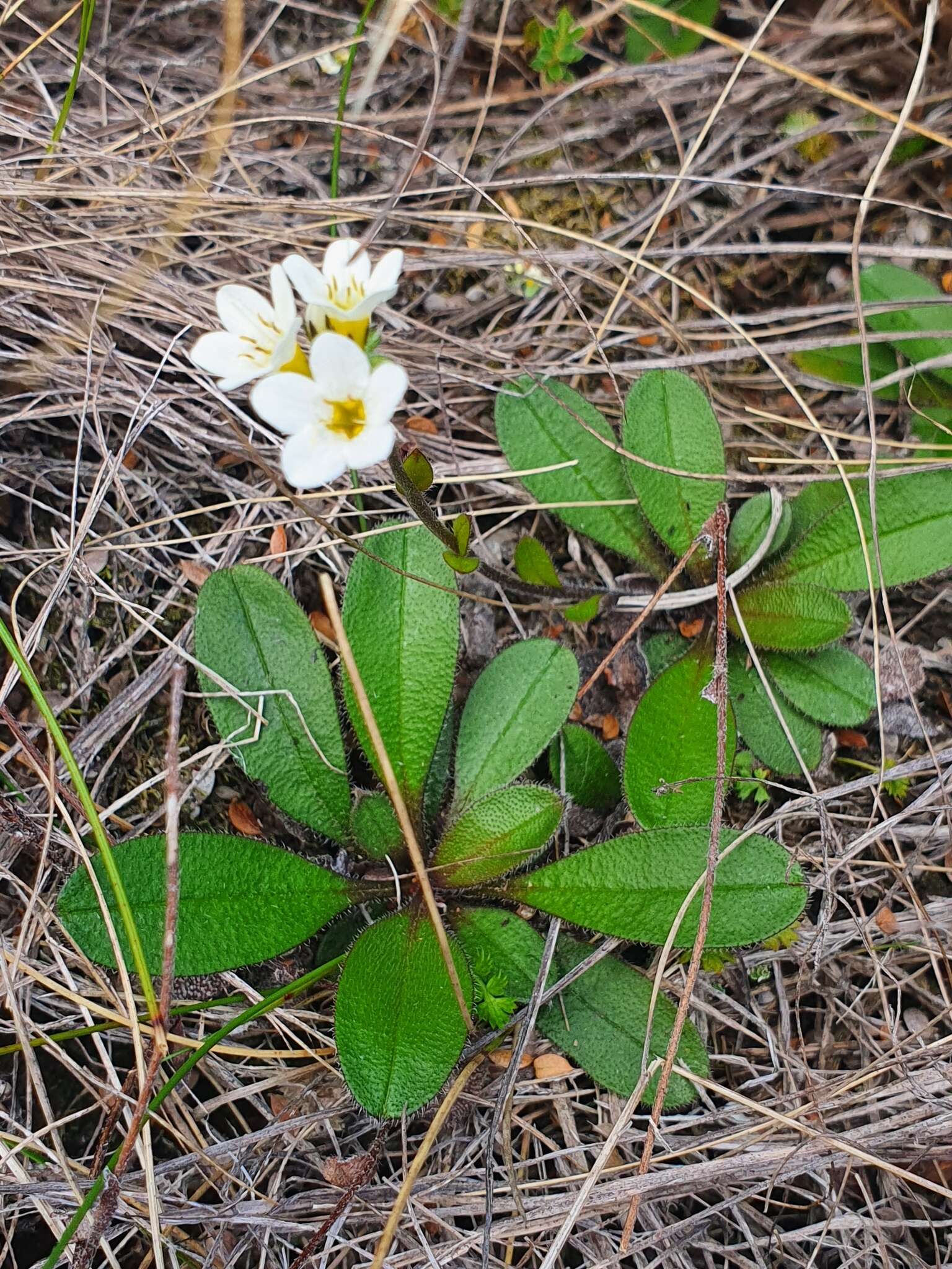 Image of Myosotis laeta Cheesem.