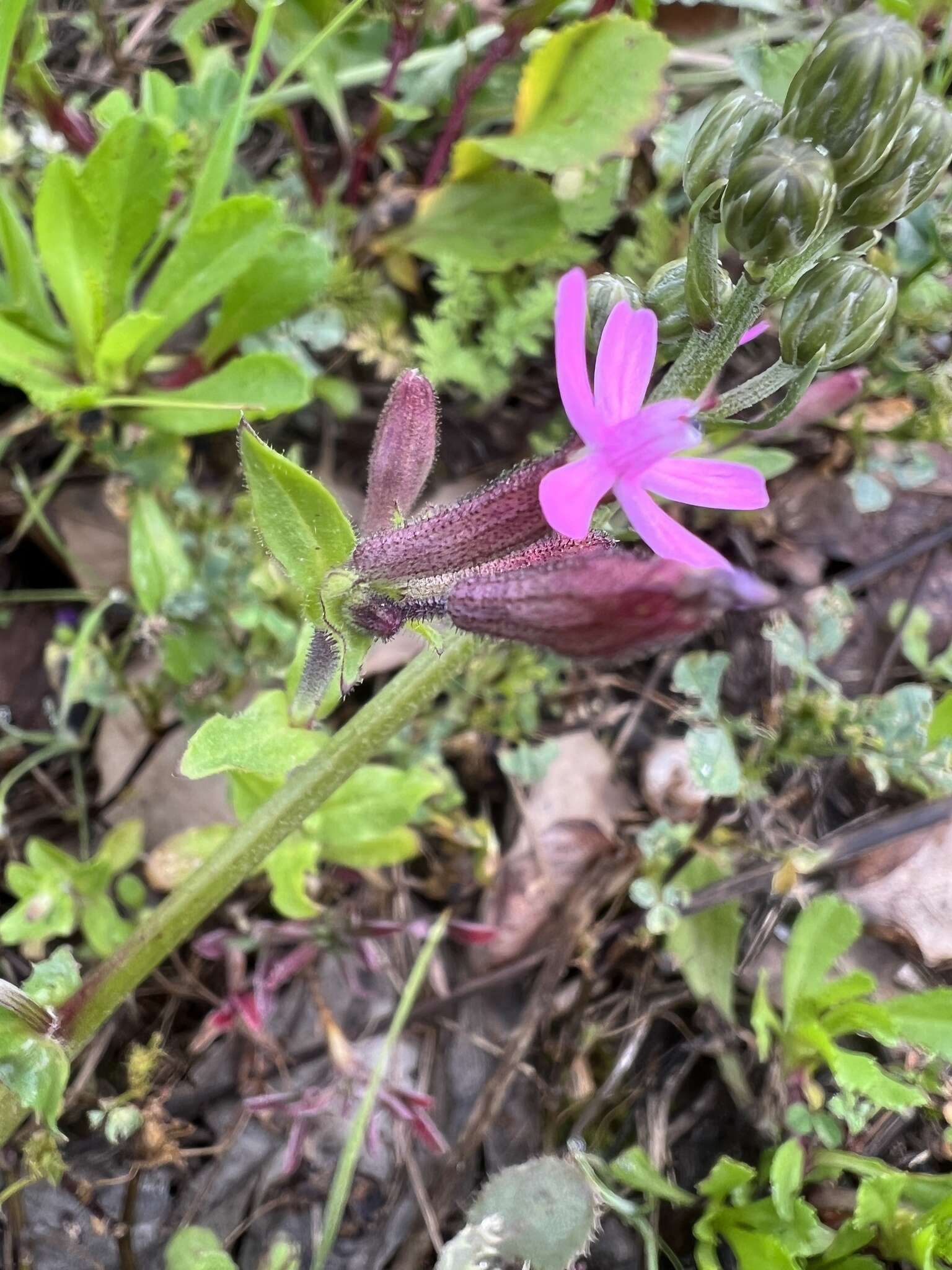 Imagem de Silene fuscata Brot.