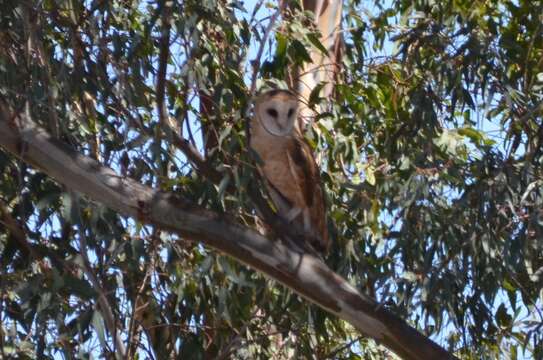 Image of barn owls, masked owls, and bay owls