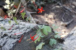 Image of Ipomoea spectata J. A. Mc Donald