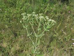 Eupatorium cordigerum (Fern.) Fern.的圖片