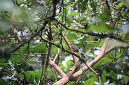 Image of Olive-striped Flycatcher