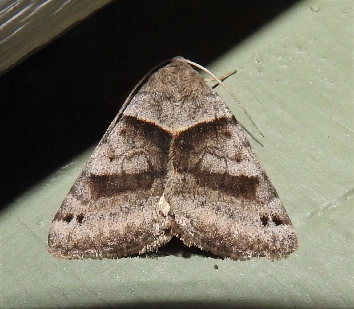 Image of Clover Looper, Range Grass-moth