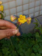 Oxalis pes-caprae L. resmi