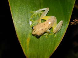 Image of Betsileo Reed Frog