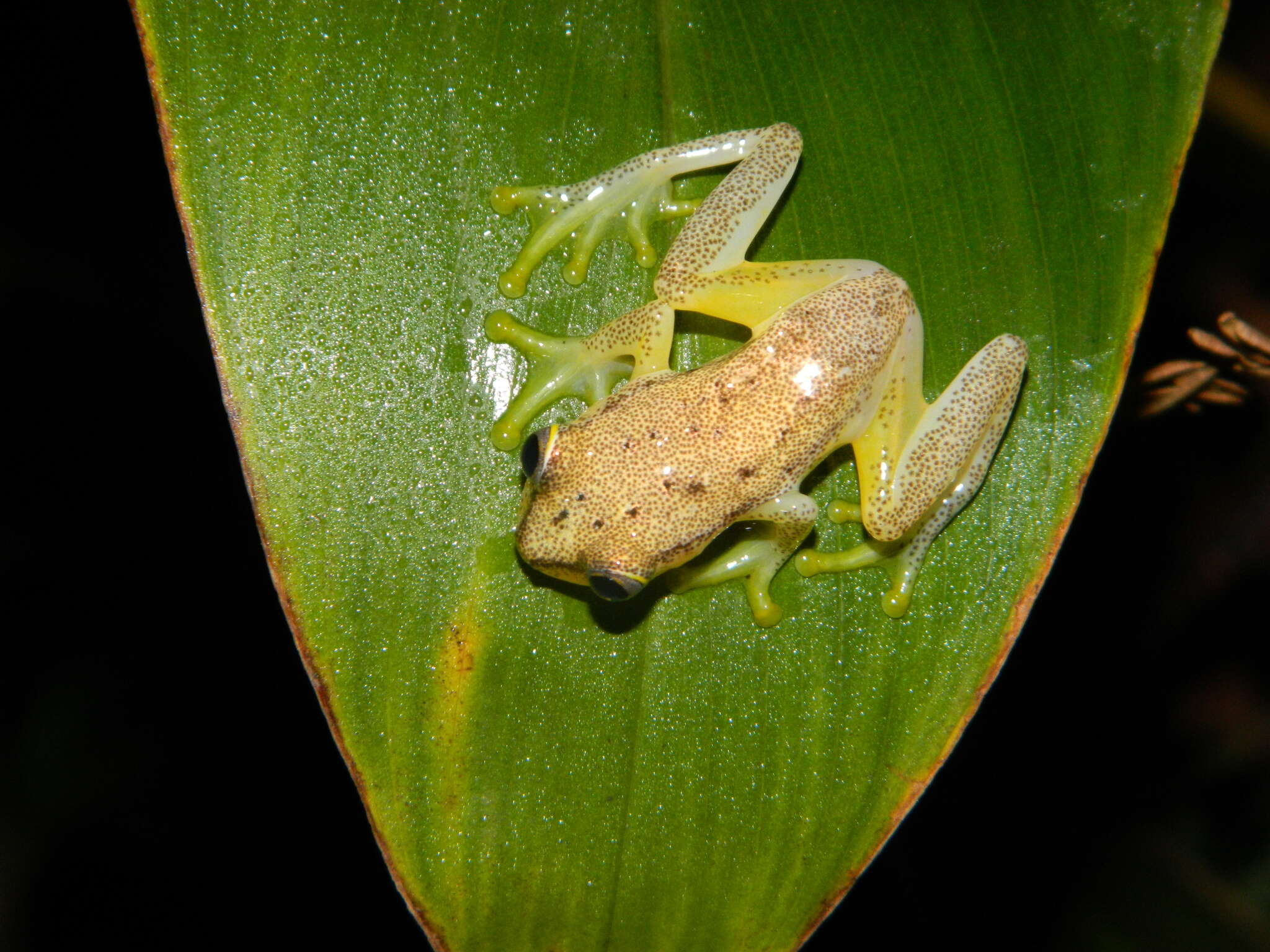 Image of Betsileo Reed Frog