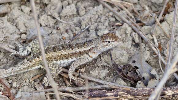 Plancia ëd Microlophus occipitalis (Peters 1871)