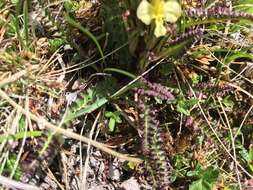 Image of Oeder's lousewort