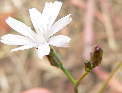 Image of Lactuca inermis Forsk.