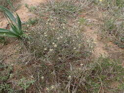 صورة Wahlenbergia albens (Spreng. ex A. DC.) Lammers