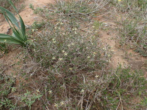 Image of Wahlenbergia albens (Spreng. ex A. DC.) Lammers