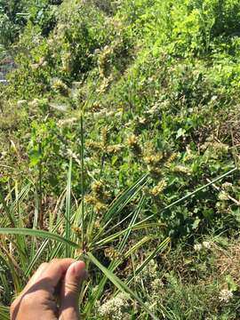 Image of Fox-Tail Flat Sedge