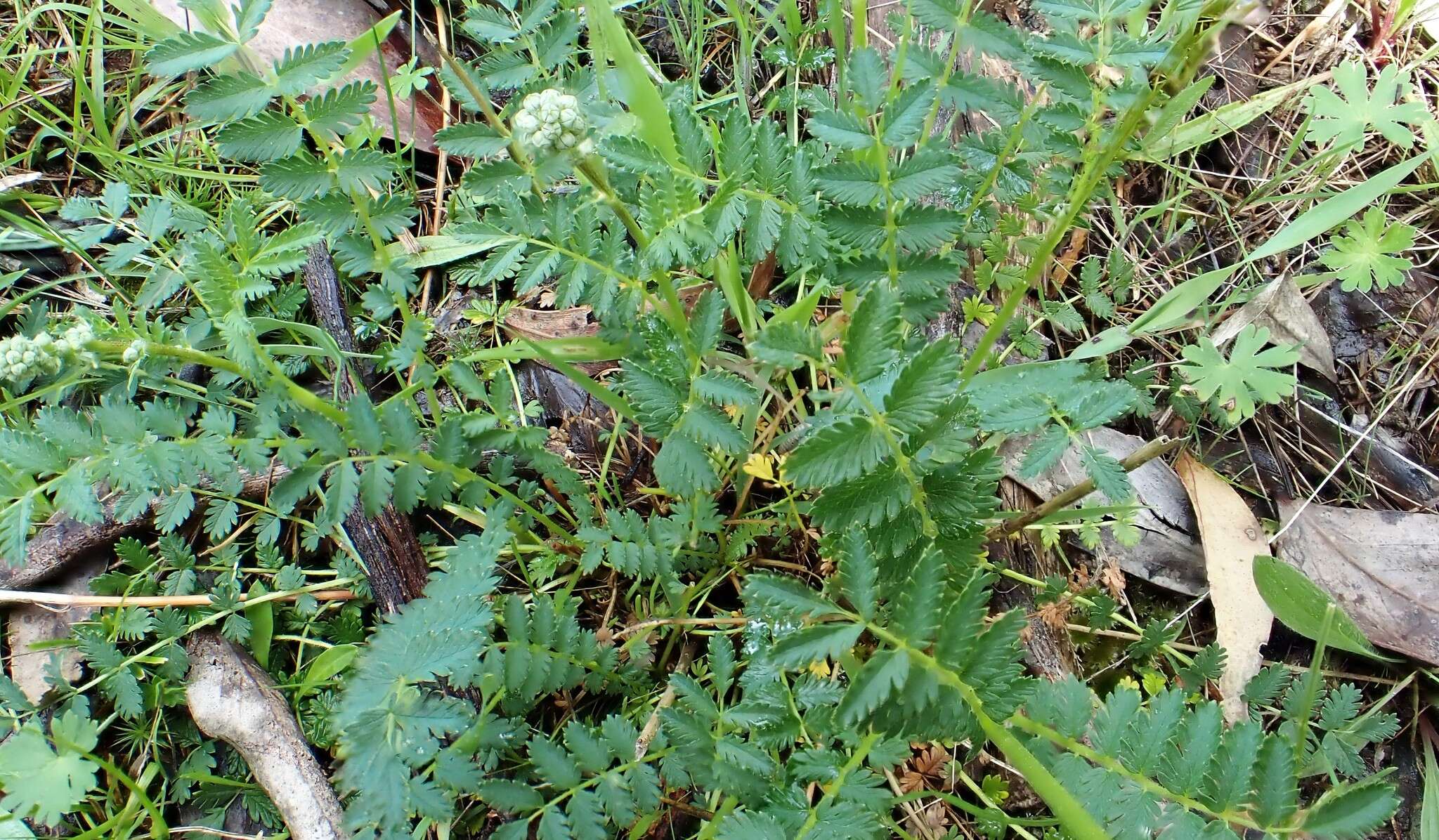 Image of Acaena echinata Nees