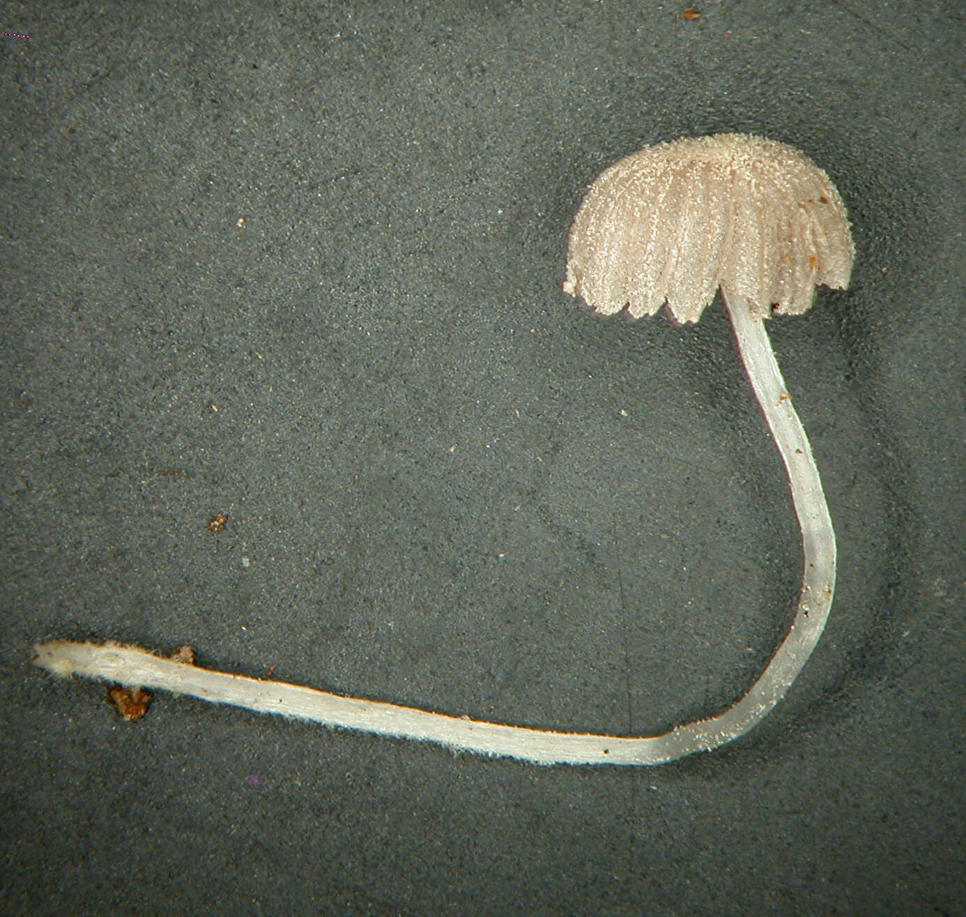 Coprinopsis coniophora (Romagn.) Redhead, Vilgalys & Moncalvo 2001 resmi