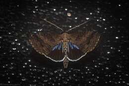 Image of Lophoptera abbreviata Walker 1865