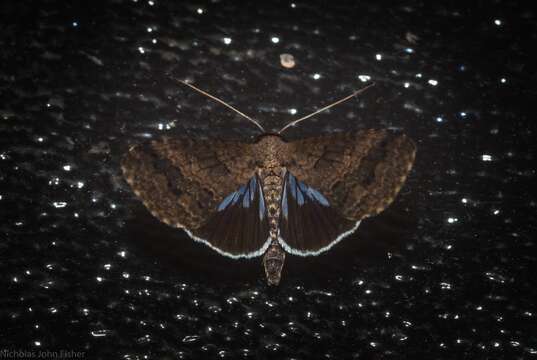 Image of Lophoptera abbreviata Walker 1865