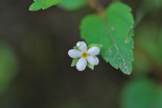 Image of Androsace umbellata (Lour.) Merr.